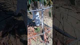 can Aravaipa Avocado tree handle 114 temps [upl. by Pleasant]