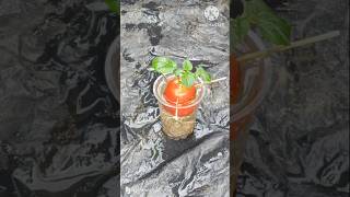 How To Grow Tomatoes At Home  A Complete Guide shorts farming youtubeshorts [upl. by Clarice]