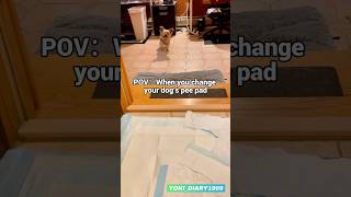 When You Change Your Dog’s Pee pad…wait for her reaction pov reel cute reels shorts dog pets [upl. by Den]