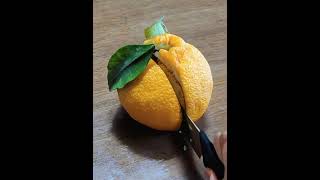 Realistic Citrus Cake ASMR Slicing the MandarinLemon Surprise [upl. by Aserret]