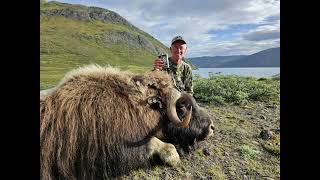 Muskox And Barren Ground Caribou Hunting In Greenland [upl. by Ayisan367]