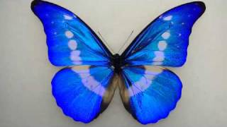 The Nature Gallery Presents Morpho Rhetenor Helena [upl. by Zumstein888]