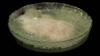 Fungal and Bacterial Growth in Petri Dish JohnsonSu Bioreactor Compost Inoculant [upl. by Dorolice]