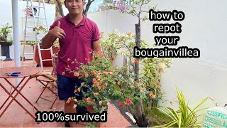 how to repot your bougainvillea without killing it [upl. by Helmer]