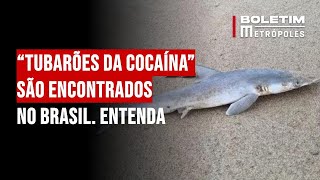 “Tubarões da cocaín4” são encontrados no Brasil Entenda [upl. by Ynattir]