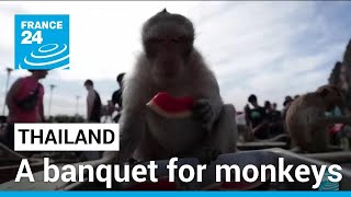 Thailand offers banquet for monkeys to boost tourists • FRANCE 24 English [upl. by Aralomo]