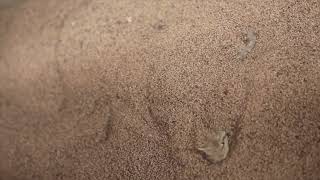 Desert Horned Viper Cerastes cerastes burrows in sand [upl. by Zaller]