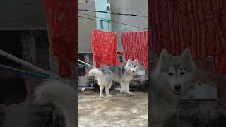 husky huskydoglovers edmremix siberianhusky dogmusic electronicmusic [upl. by Anaicilef]