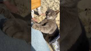 Spoiled cats of Mykonos 😄 cats catvideos catshorts [upl. by Aron]