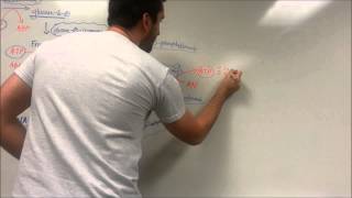 Easy Glycolysis Pathway [upl. by Esmaria160]