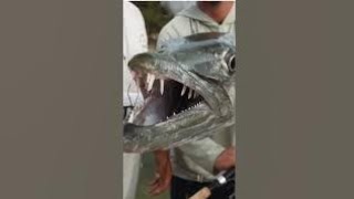 trading fish freshwaterfish youtube fishtrades fishinggear carpfishing [upl. by Dielu]