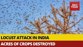 Locust Attack In India Destroys Acres Of Crops Across North India [upl. by Brey23]