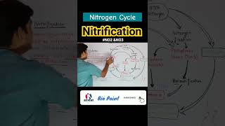 Nitrogen fixation  Nitrification  Nitrogen Cycle  Denitrification nitrogencycle shorts [upl. by Ecinert32]