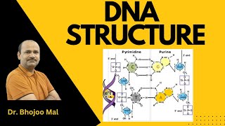 DNA  DNA Structure  by Dr Bhojoo Mal [upl. by Nauht]