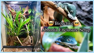 Setting Up a Bioactive Abronia Graminea Enclosure [upl. by Ailaham189]