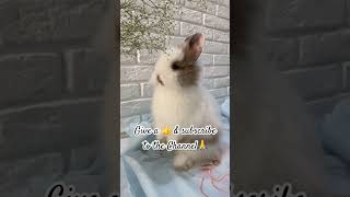 The Most Adorable Bunny Everytshortsindia bunny shortvideo animallover shortsfeed [upl. by Rask527]