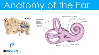 Anatomy and Physiology of the Ear [upl. by Nowyt]