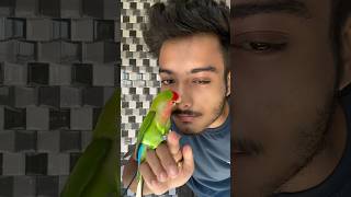 Mini vlogs with birds 🦜birds freefly birdslover shortvideo minivlog pets parrot birds [upl. by Partan]