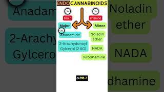 Unlocking Endocannabinoids [upl. by Northey]