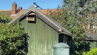 Trying to Feed Red Kites  Magpie gets Gobby [upl. by Aenil]