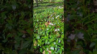 Wildflowers and a sea of Green Ivory covering the forest floor  The Keeler Township Game Area 🚴 [upl. by Cis]