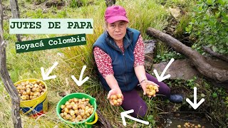 ✔️JUTES Una TRADICIÓN que NO CONOCES 👀 Parte 1 ▶ PAPA Boyacá Colombia 2023 💜 [upl. by Ridan292]