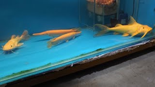 Golden Goonch Cat Fish at Monster Fish World Kolkata [upl. by Sitelc]