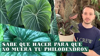 Philodendron del más difícil al más facil de cuidar Nuestra colección [upl. by Kcim]