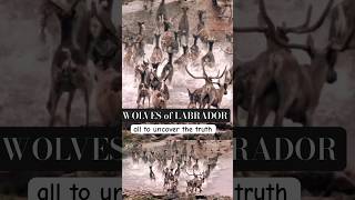 Labrador Wolves Survive By Migrating with George River Caribou Herd  Canada Wild 🍁 Documentary [upl. by Lust]