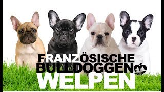 Französische Bulldoggen Welpen [upl. by Paymar]