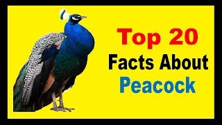 Peacock  Facts [upl. by Haelak]