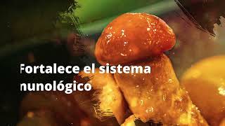 Beneficios del Nameko Pholiota Nameko [upl. by Derfiniw]