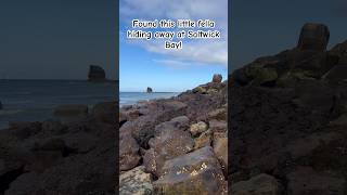 Found this little fossil hidden away at Saltwick Bay 🔎 fossils fossilhunting yorkshirecoast [upl. by Christi]