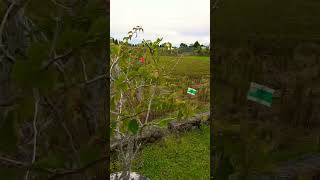 Rice fields in the Philippines after combine harvesting [upl. by Moreville]