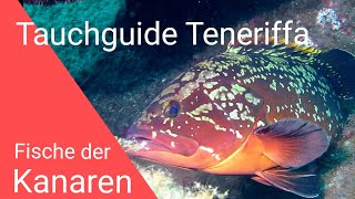 Tauchen Teneriffa Fische der KanarenMartinM007 [upl. by Betthezel577]