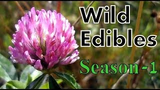 Wild Food Foraging Season 1 [upl. by Cesar573]