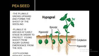 EPIGEAL AND HYPOGEAL GERMINATION [upl. by Anna-Maria]