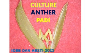 CULTURE ANTHER PADI LOKAL [upl. by Ellerd]