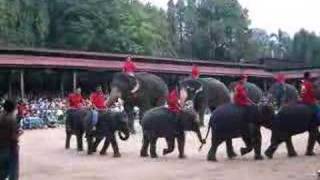 Elephant Show in Pattaya Beach Thailand [upl. by Nilak]