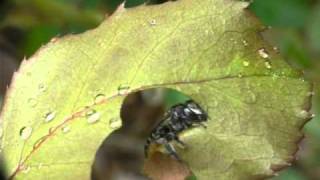 Leafcutter bee cutting leaf by Erica Siegel [upl. by Wrigley]