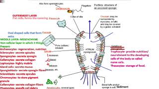 animal3 poriferaa pinacoderm mesenchyme choanoderm NEETAIIMSMDCAT [upl. by Ahseiyk]