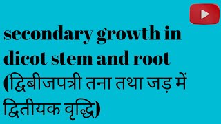 secondary growth in dicot stem and dicot root bsc third semester botany in Hindi [upl. by Tereve]