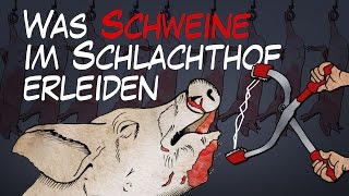 Was Schweine im Schlachthof erleiden  BR24 [upl. by Jegar]