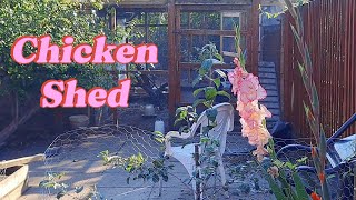 Chicken coop set up  using a garden shed as a chicken coop [upl. by Ahsaercal]