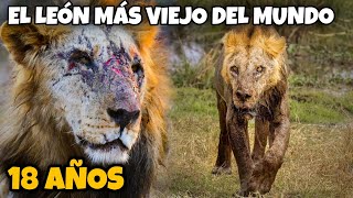 LOONKITO EL LEÓN MÁS VIEJO DEL MUNDO [upl. by Duwad956]