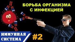 ИММУНИТЕТ человека 2  Механизм специфического ИММУННОГО ОТВЕТА  Ткиллеры Блимфоциты антитела [upl. by Suivatra128]