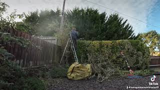 Small hedge trim and cut back buddleja [upl. by Ogu766]