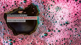 🍇La Fermentazione Malolattica [upl. by Jamison416]