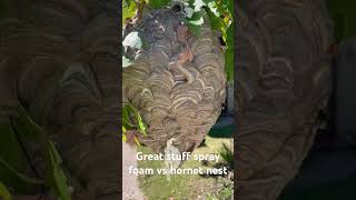 Spray foam vs hornet nest hornet hornetnest sprayfoam yellowjackets waspnest [upl. by Annora191]