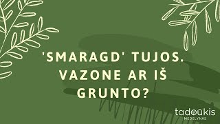 Smaragd tujos Ką rinktis vazone ar iš grunto Kokiais atstumais sodinti [upl. by Wivinia]